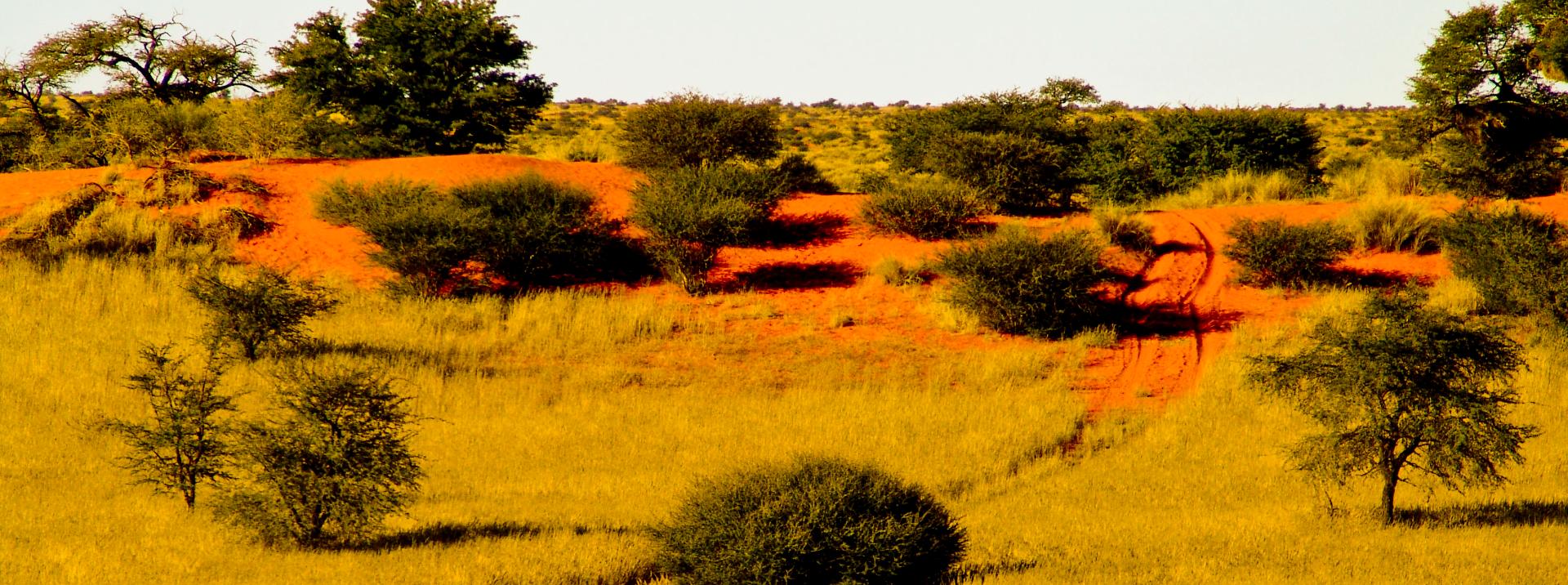 Kalahari Kalahari