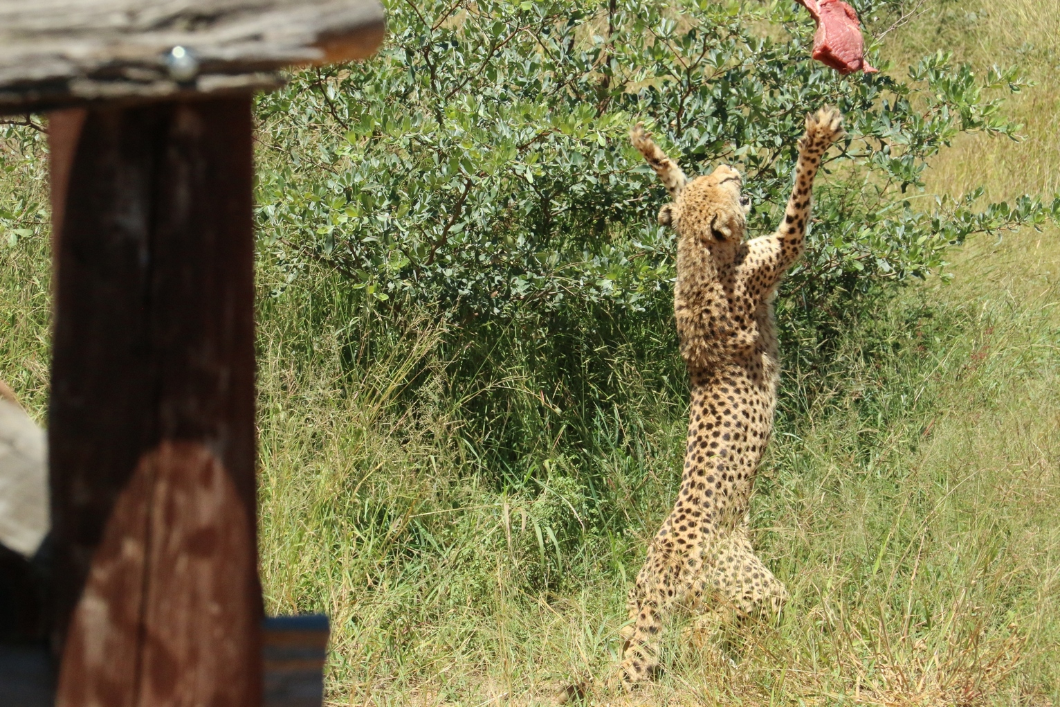 Harnas Wildlife Foundation