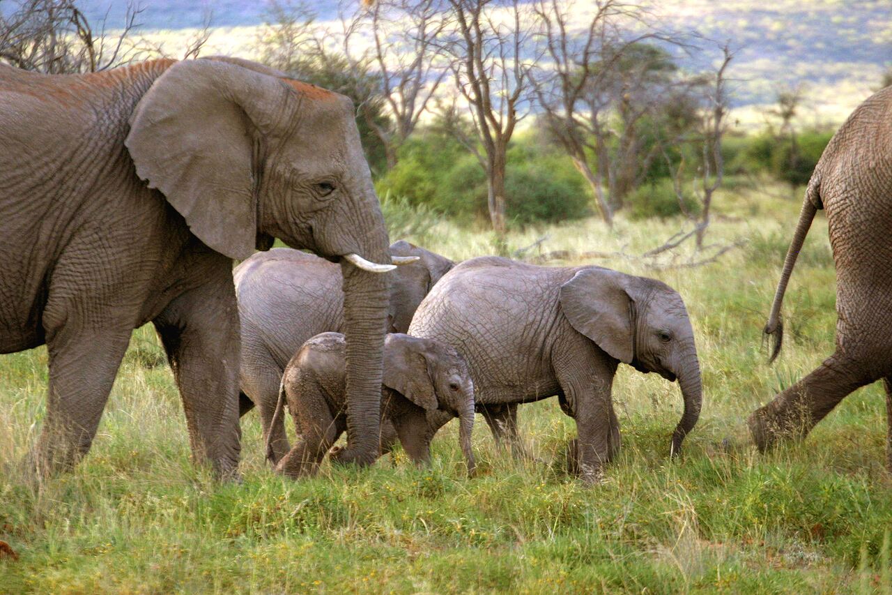 Okambara Elephant Lodge