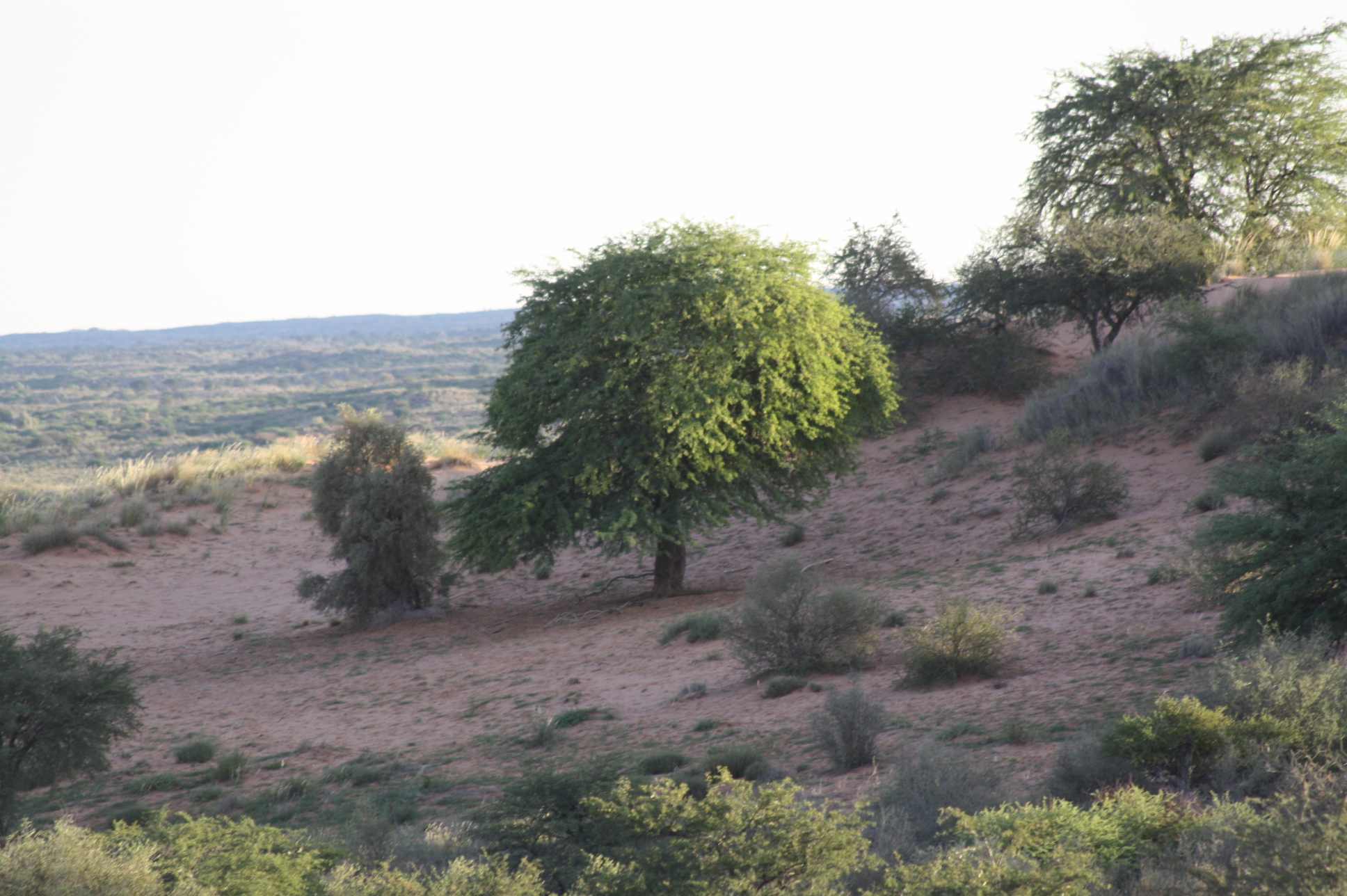  Kalahari Game Lodge