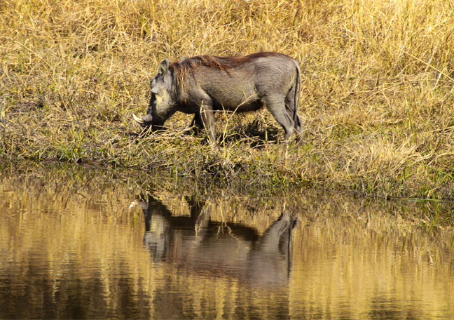 Namushasha River Lodge