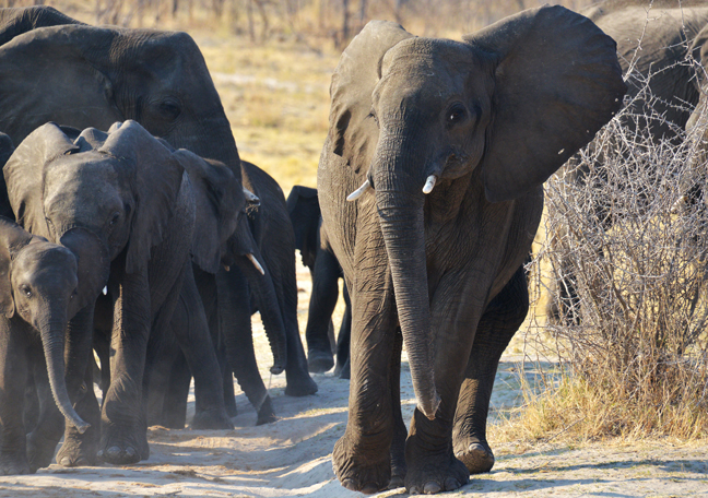 Namushasha River Lodge