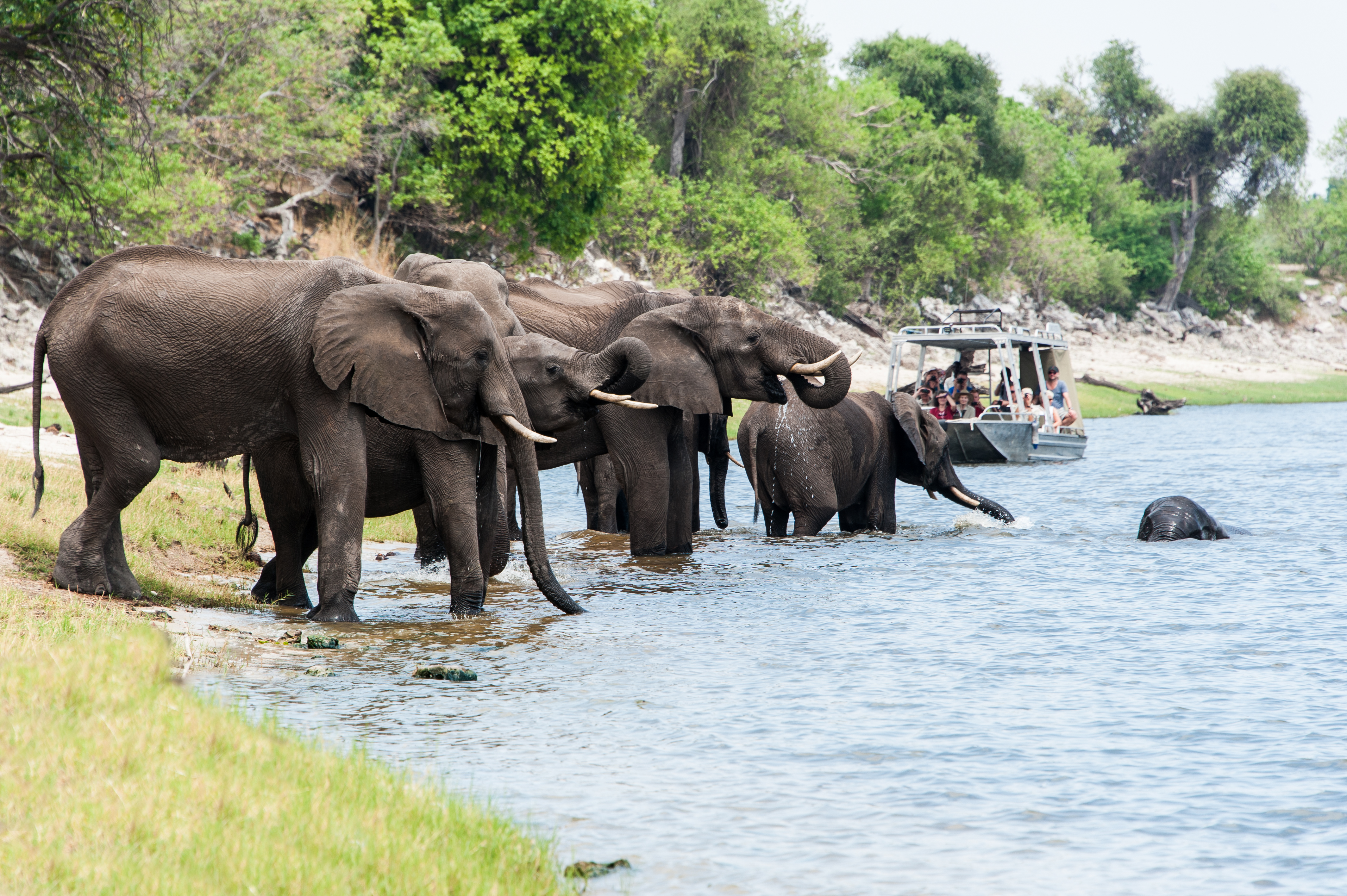 Zambezi Queen Luxury River Safari Boat