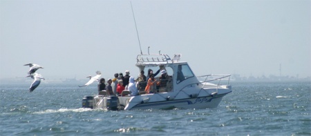Dolphin cruise