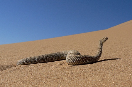 Living Desert Tour