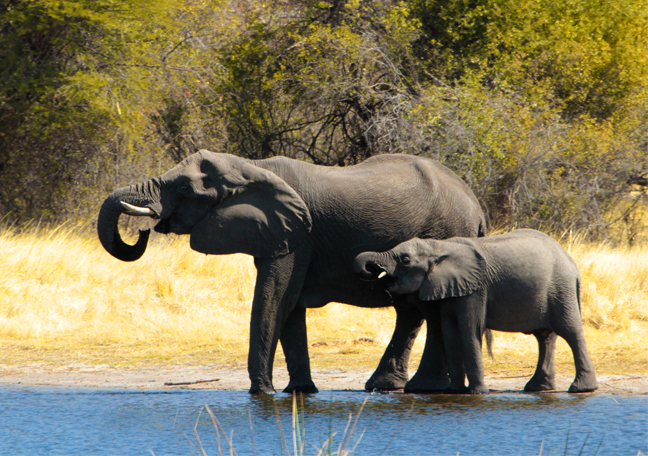 Namushasha River Lodge