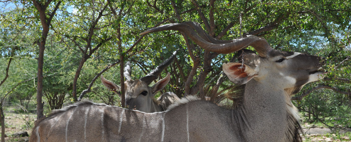 Etotongwe Lodge