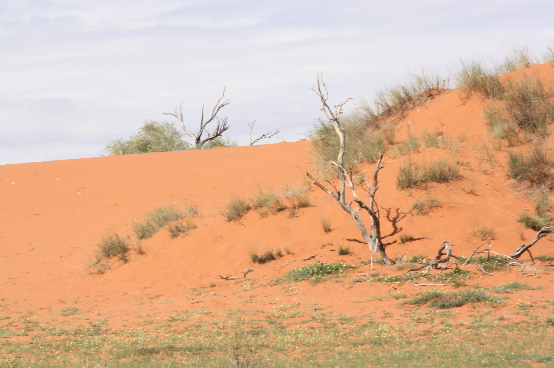  Kalahari Game Lodge