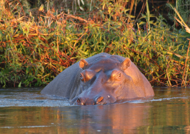 Namushasha River Lodge