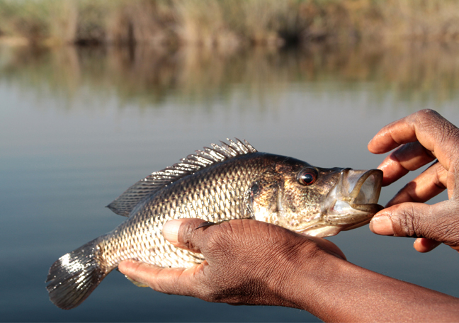 Namushasha River Lodge