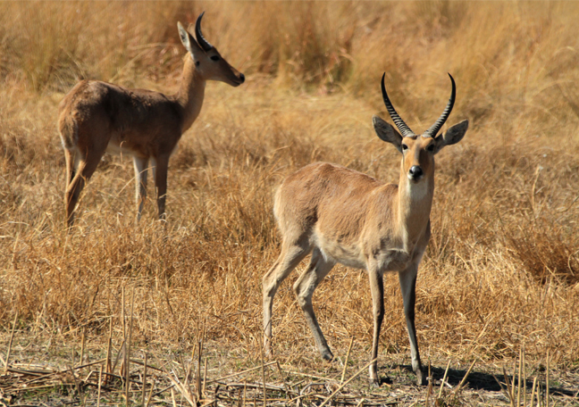 Namushasha River Lodge